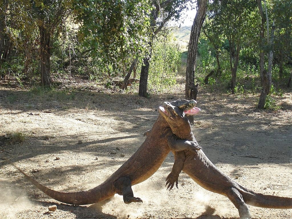 KomodoDragon_Wrestle2.jpg?1554377540