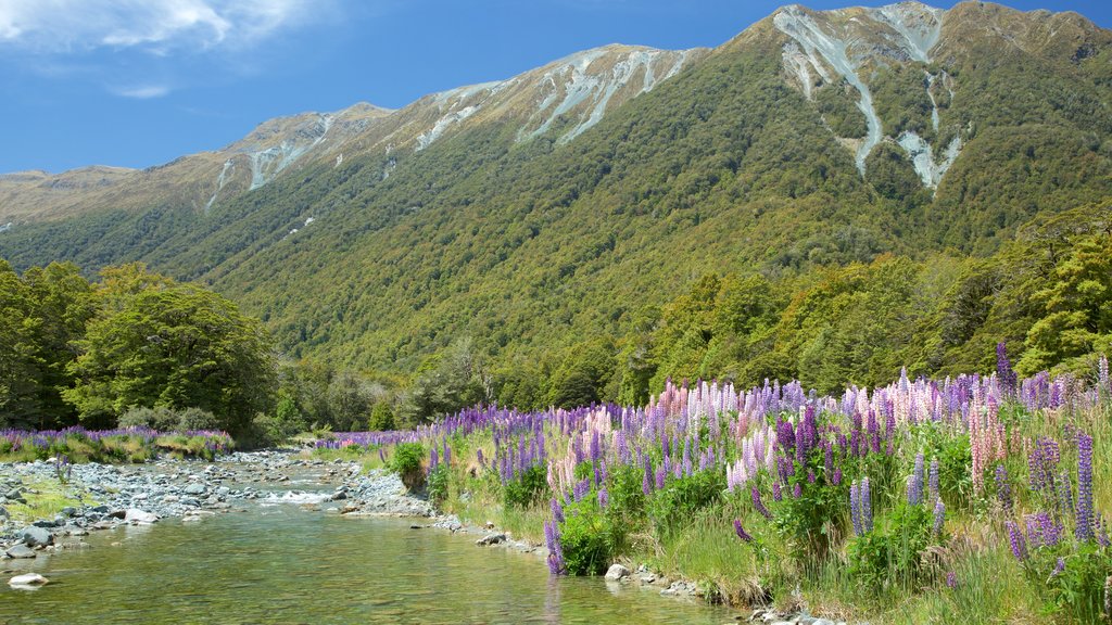 Fiordland National Park featuring wildflowers, mountains and a river or creek