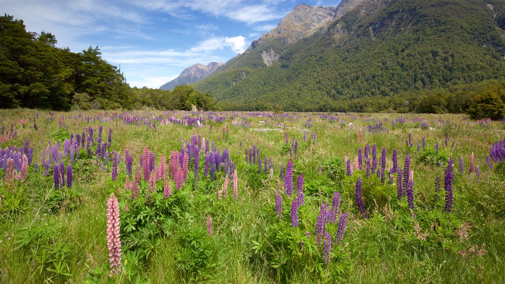 Fiordland National Park which includes mountains, wild flowers and forest scenes