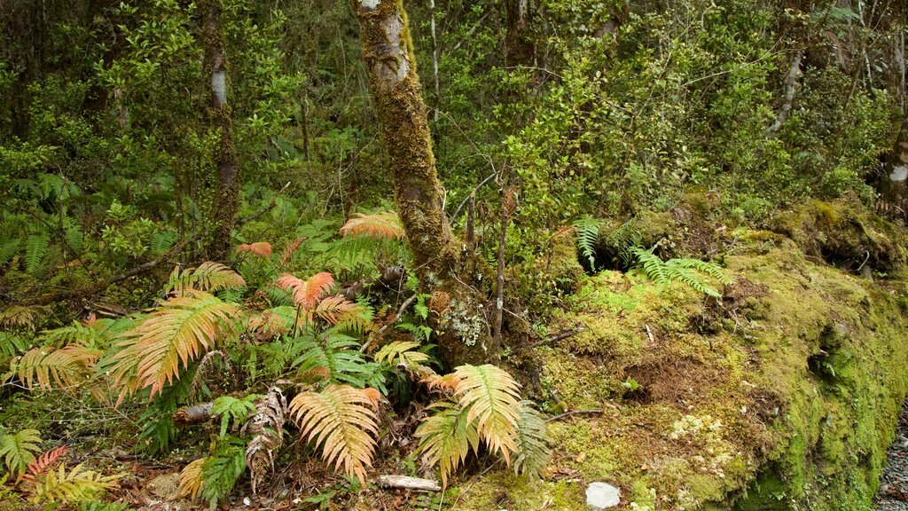 Fox Glacier which includes forests