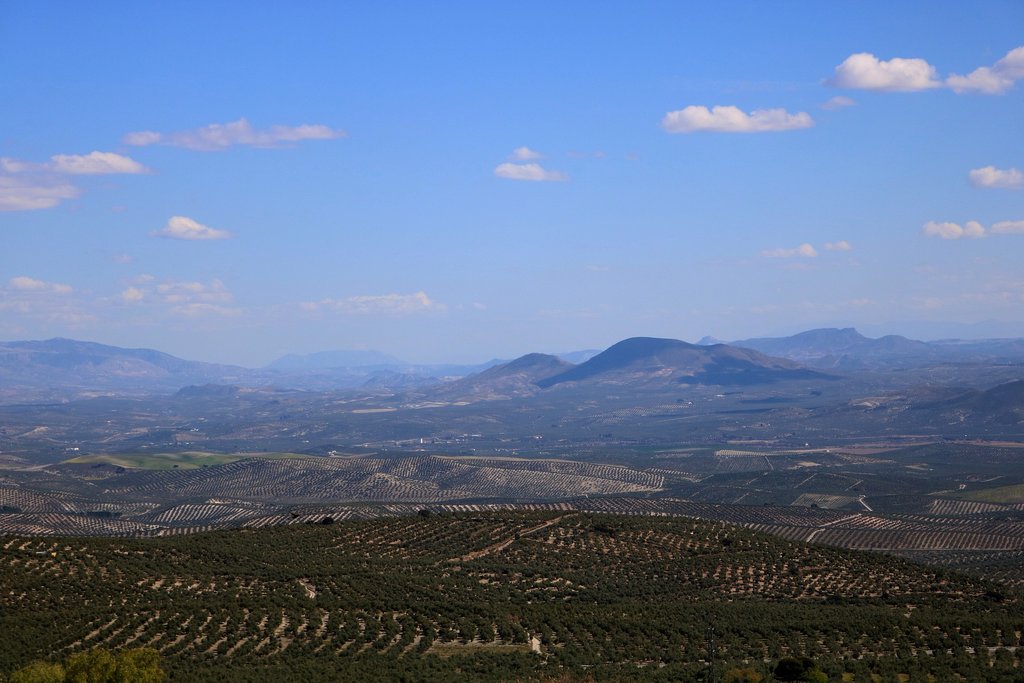 Mar_de_olivos_Jaen.jpg?1561065641