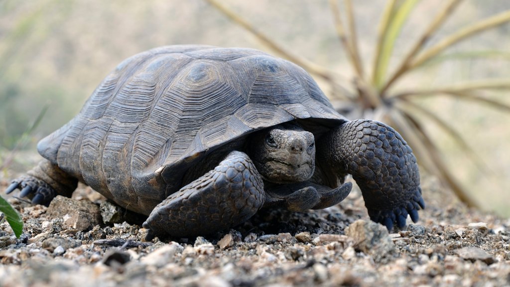 Marana caratteristiche di animali