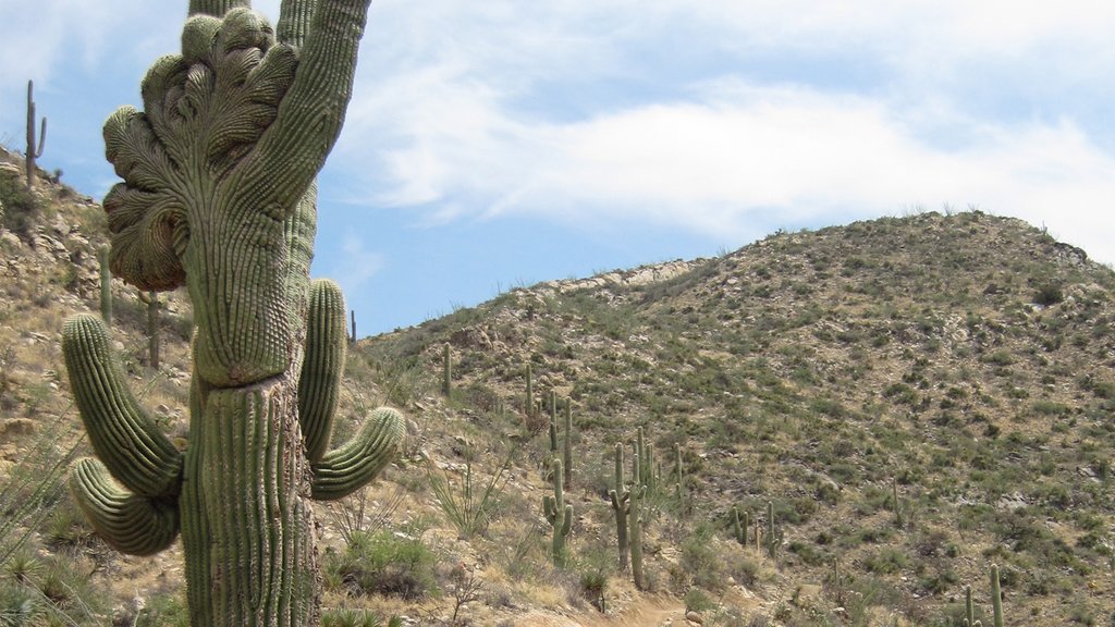 Marana ofreciendo vistas al desierto y escenas tranquilas