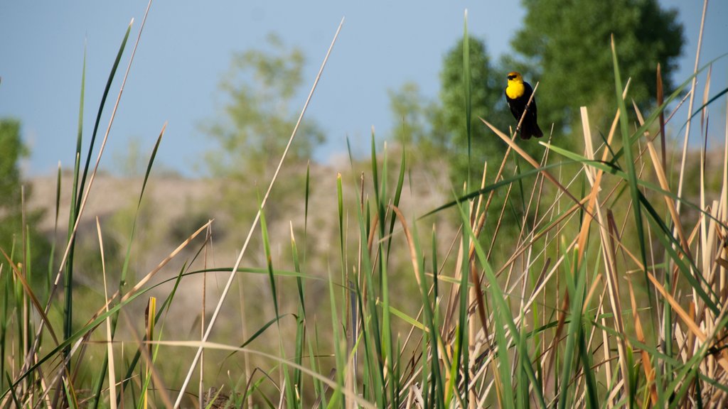 Yuma showing bird life and wetlands