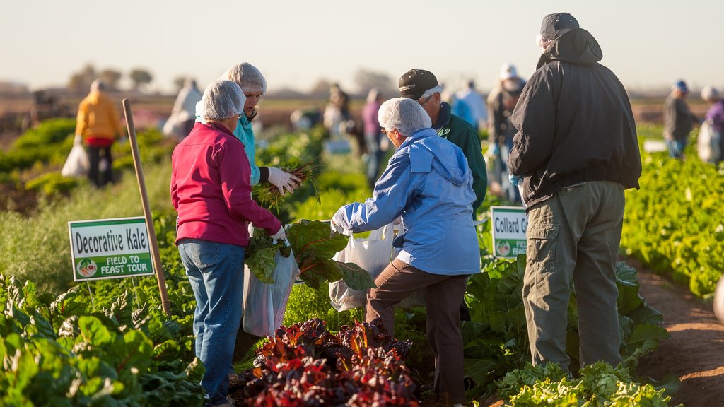 Yuma showing farmland as well as a small group of people