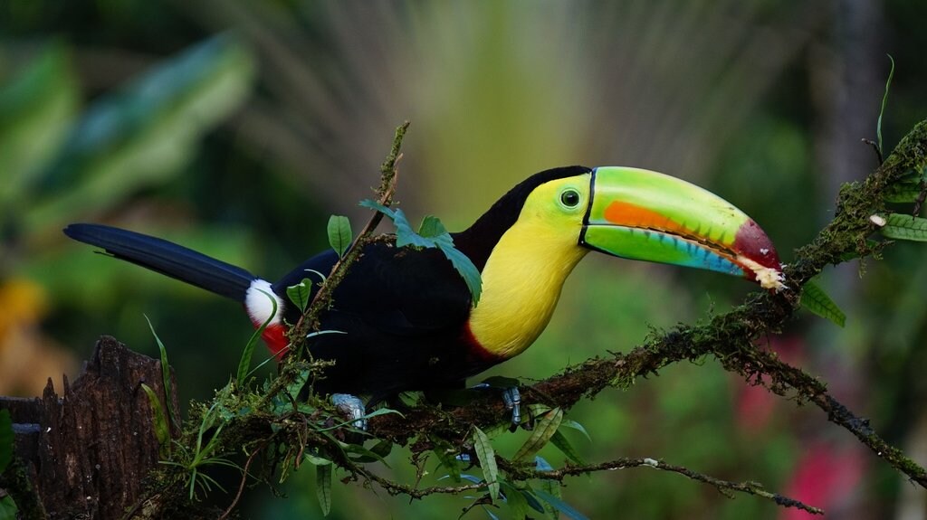 Toucan_Costa_Rica_CC0.jpg?1544179053