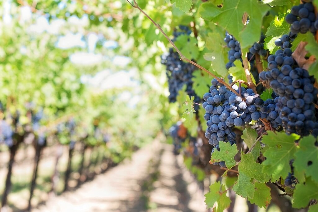 Vignobles_de_Bourgogne_CC0.jpg?1544608172