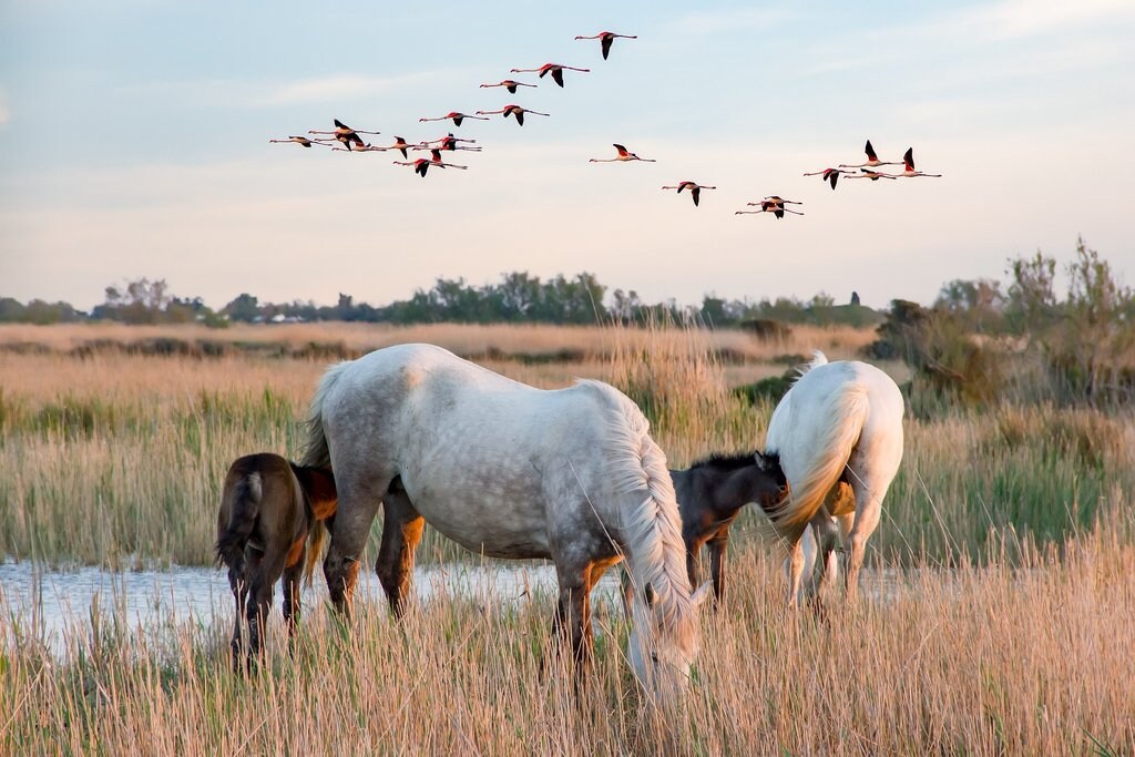 Sc%C3%A8ne_de_Camargue_CC0.jpg?1545126469