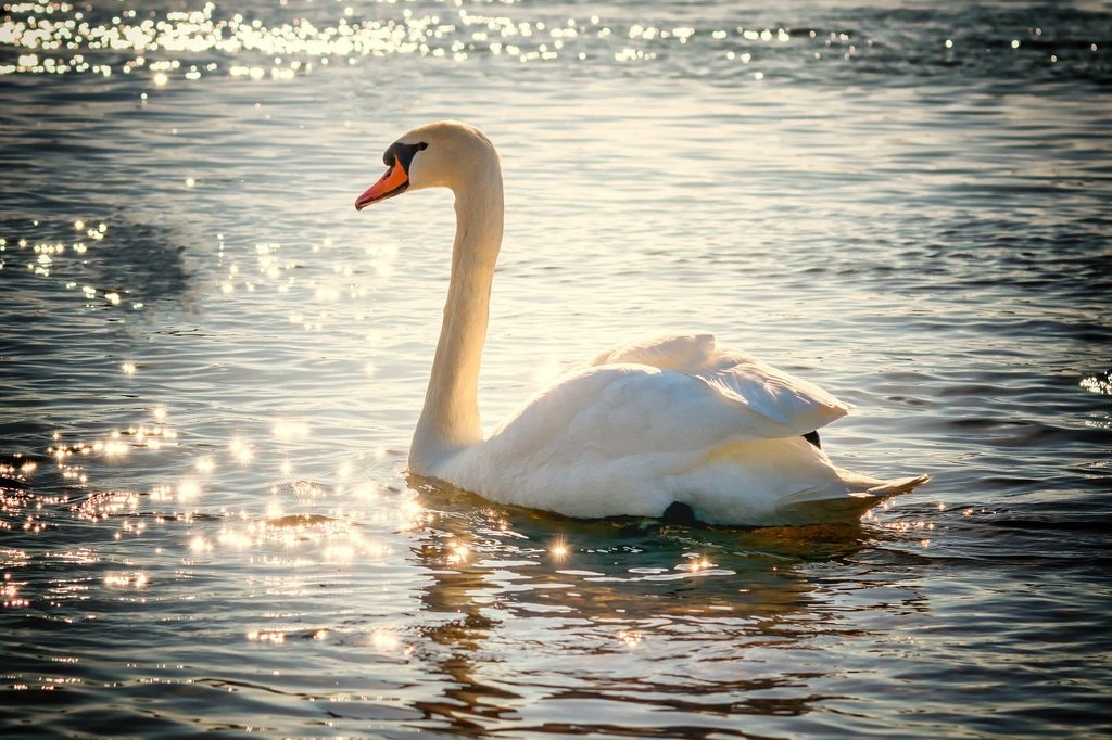 Cygne_illustration_CC0.jpg?1545480164