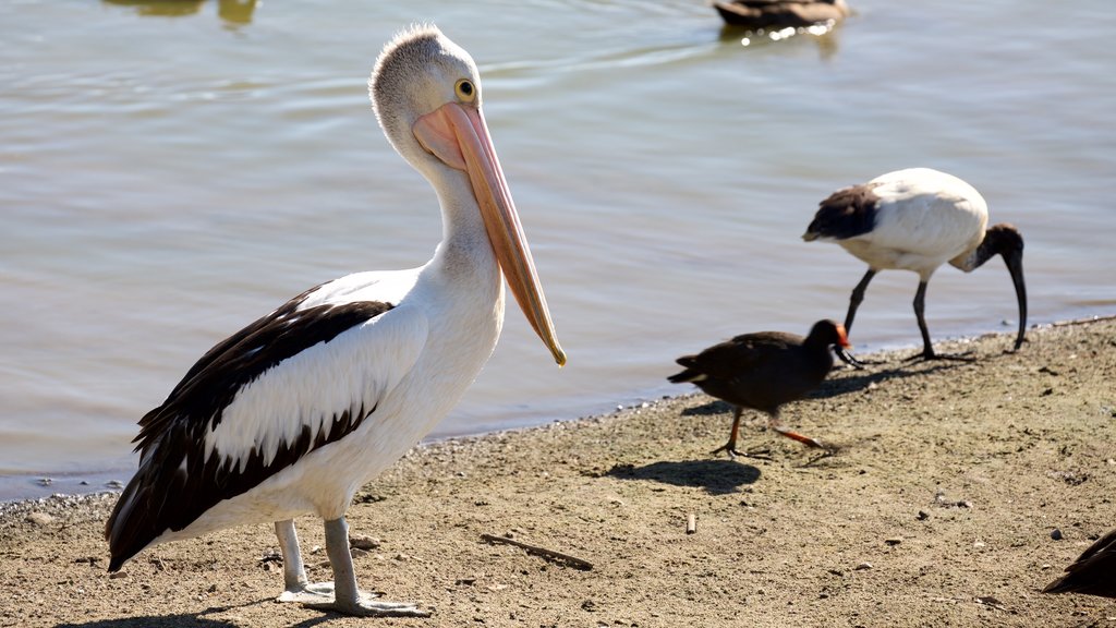 Rockhampton botaniska trädgårdar och djurpark som inkluderar fåglar