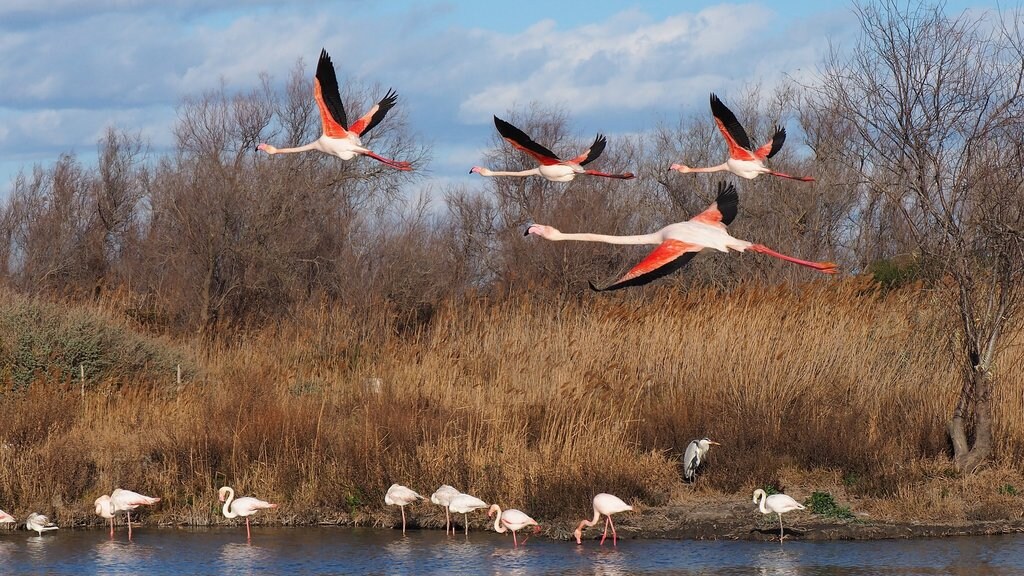 Camargue_flamants_CC0.jpg?1545740282