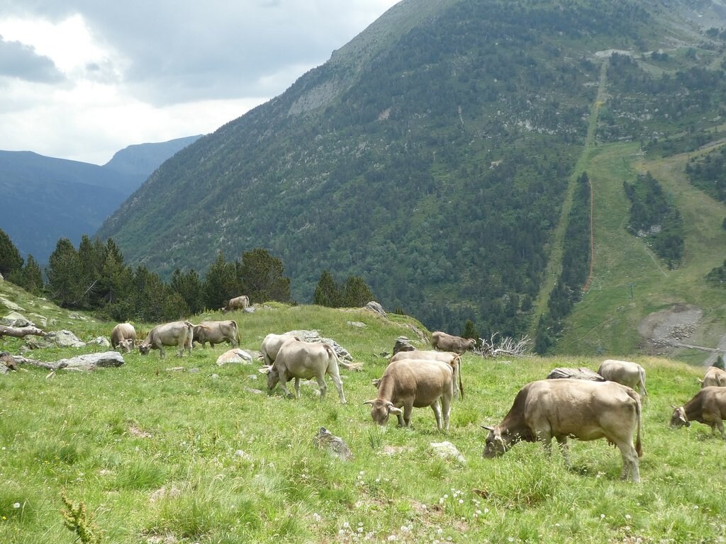 Andorre_Vaches_CC0.jpg?1545814528
