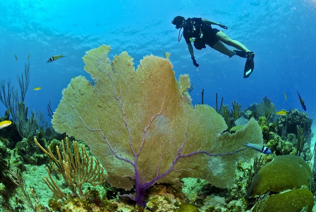 Plong%C3%A9e_Bahamas_CC0.jpg?1545992969