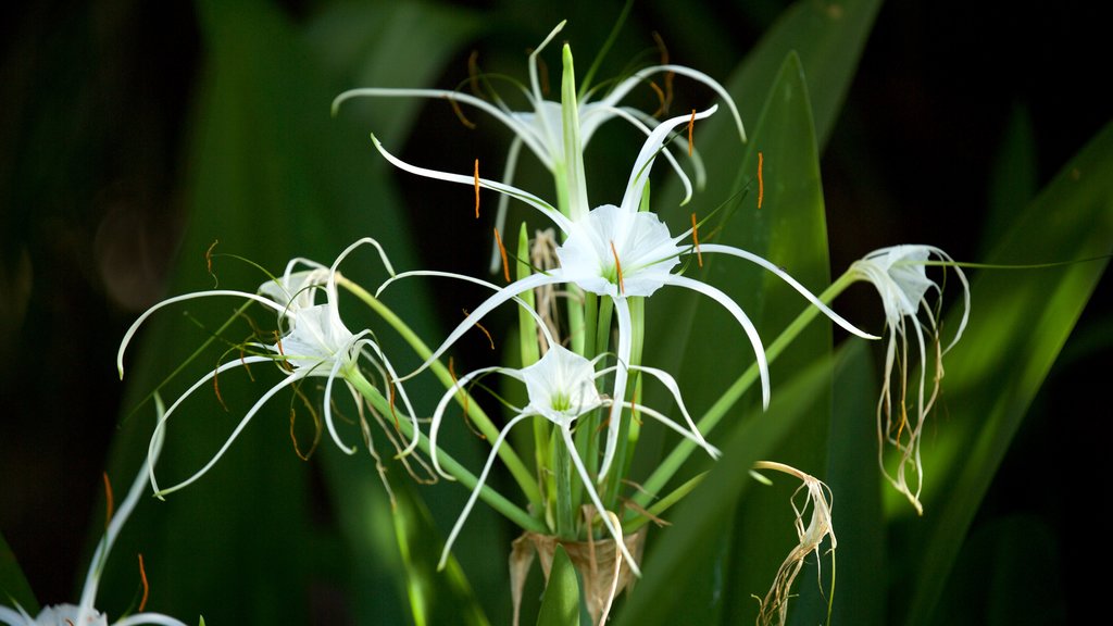 Jardim Botânico e Zoológico de Rockhampton mostrando flores