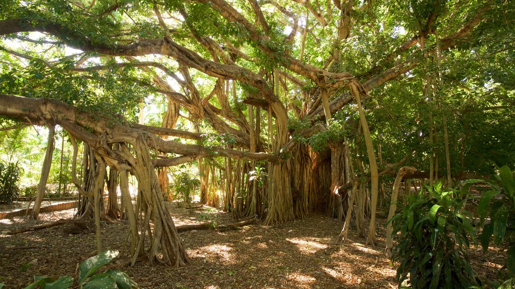 Jardim Botânico e Zoológico de Rockhampton mostrando um parque e floresta tropical