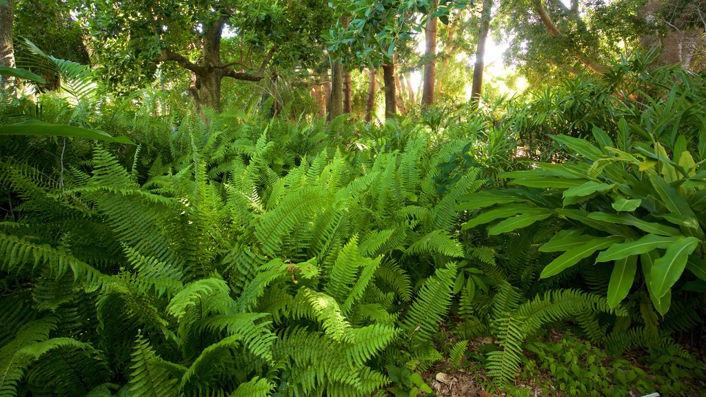 Rockhampton botaniska trädgårdar och djurpark som visar tropisk natur och en park