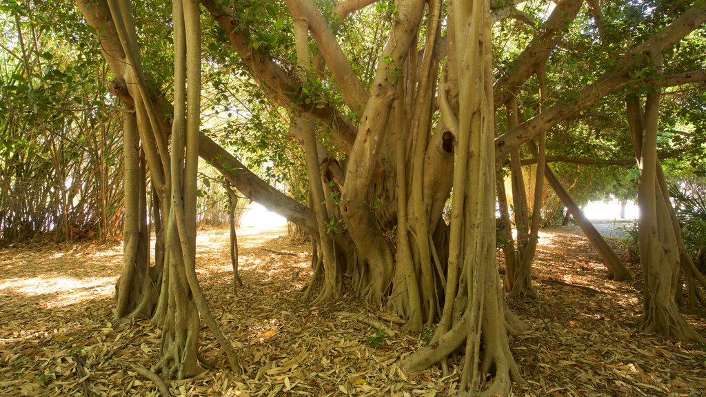 Rockhampton botaniska trädgårdar och djurpark som inkluderar skogar och en trädgård