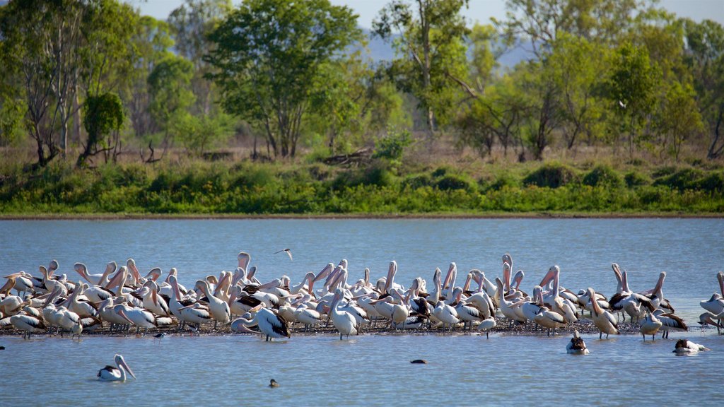 Rockhampton Botanic Gardens and Zoo which includes bird life and a lake or waterhole