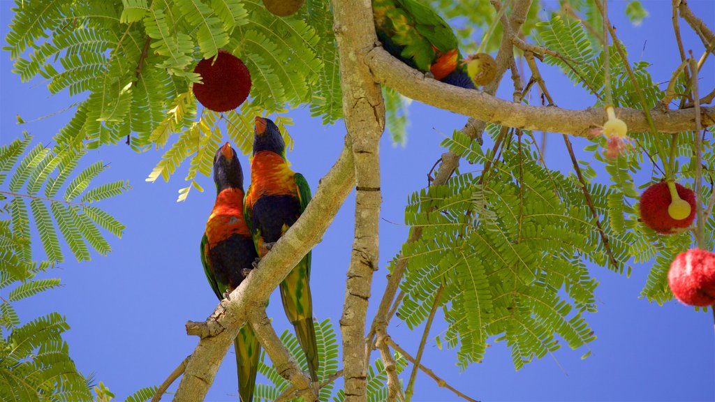 Jardins botaniques et Zoo de Rockhampton