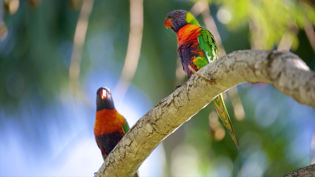 Rockhampton botaniska trädgårdar och djurpark som visar fåglar