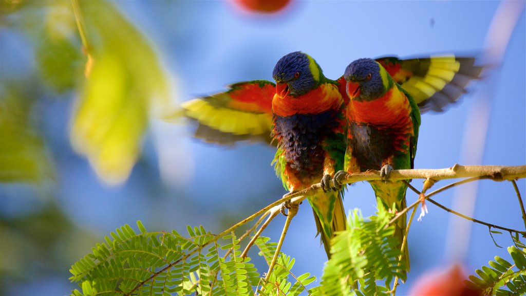 Rockhamption Botaniske have og zoo som viser fugleliv