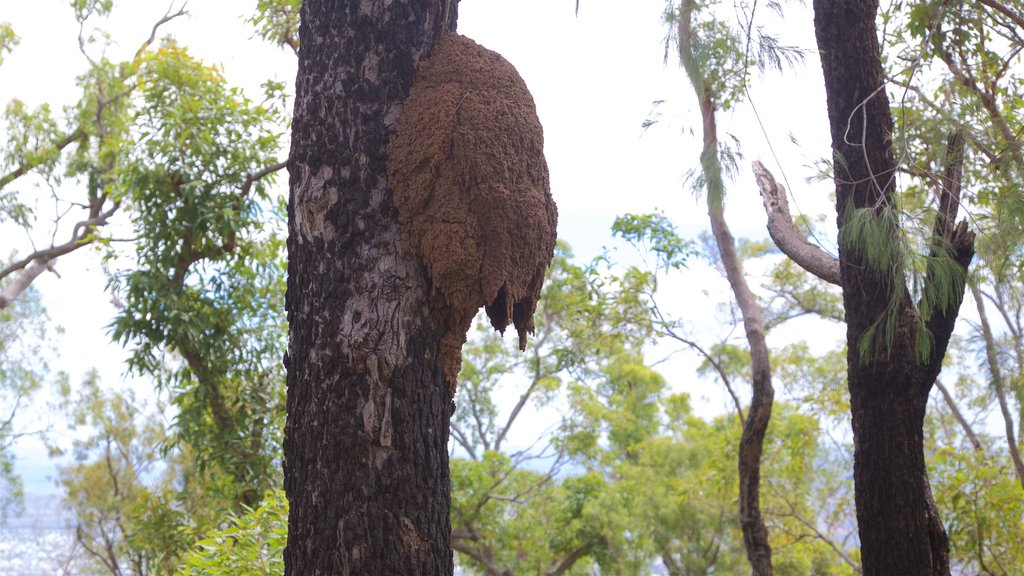 Mount Archer National Park inclusief bos