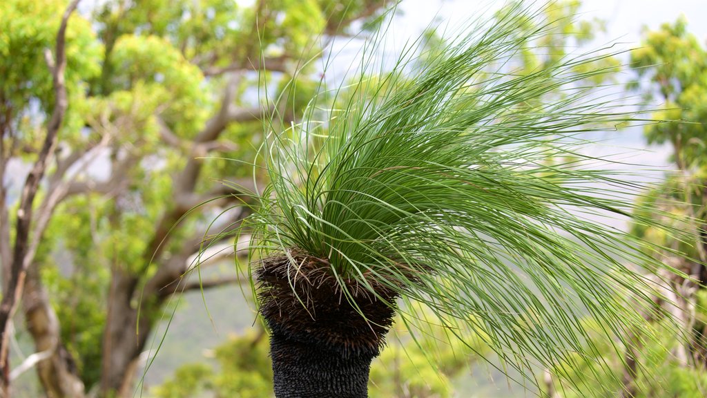 Taman Nasional Gunung Archer menampilkan hutan