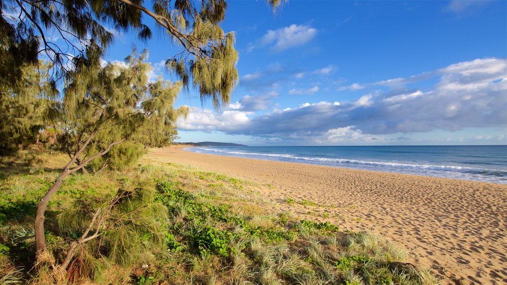 Agnes Water Beach which includes a sandy beach and general coastal views