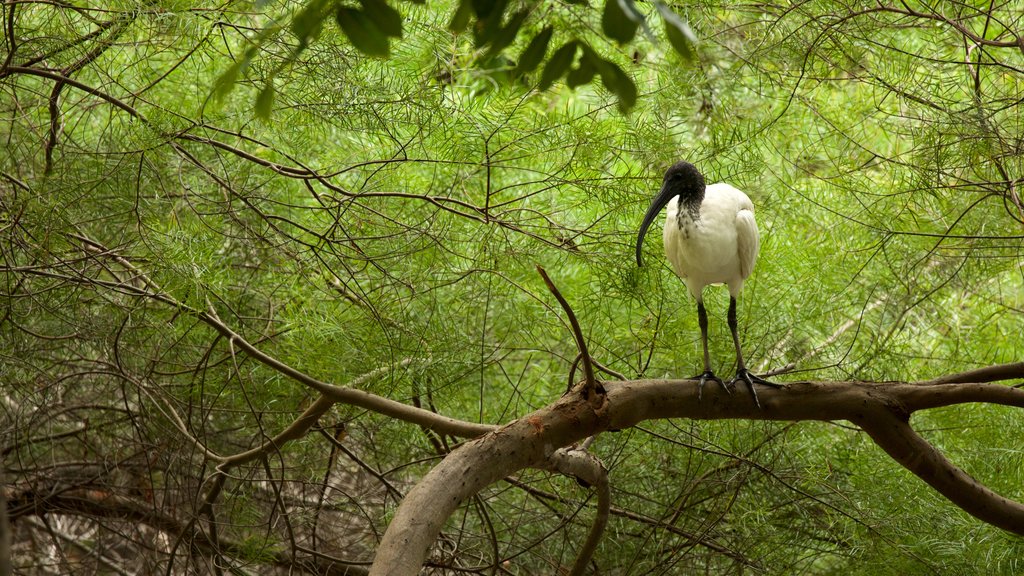 Hervey Bay showing bird life