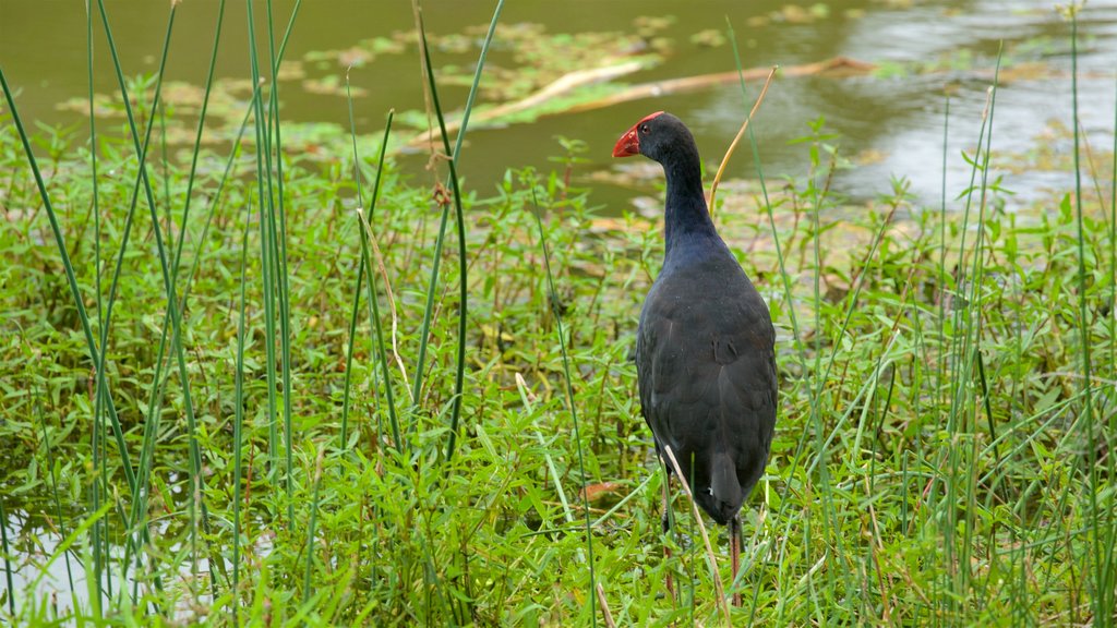 Jardin botanique d\'Hervey Bay mettant en vedette vie des oiseaux