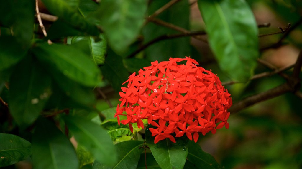 Hervey Bay Botanic Garden showing flowers