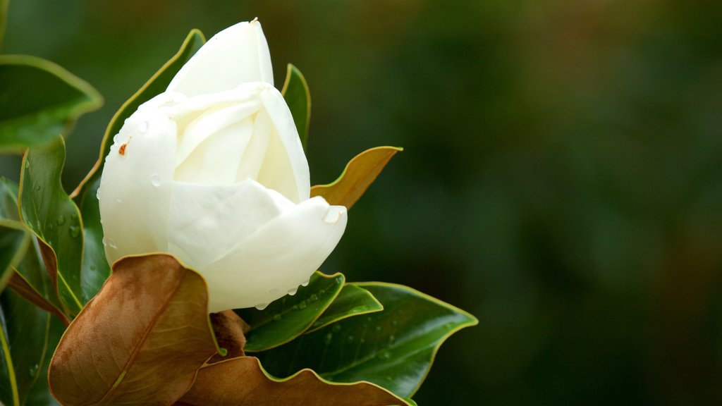 Jardín botánico de la bahía de Hervey ofreciendo flores