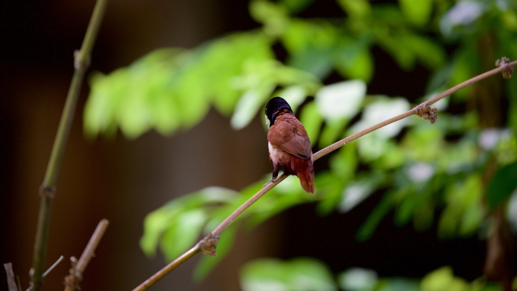 Fraser Coast mettant en vedette vie des oiseaux et animaux de zoo