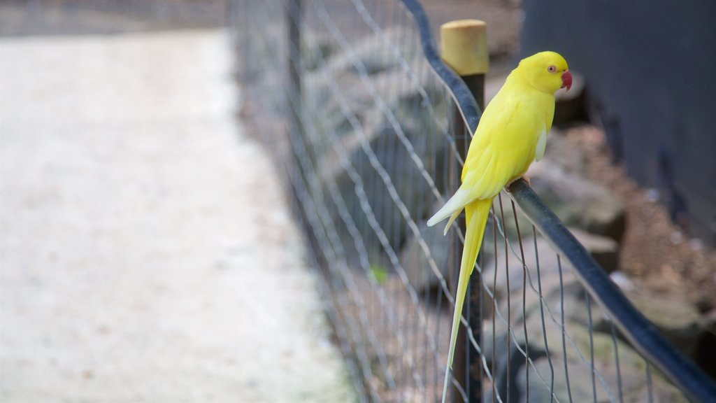 Costa de Fraser que incluye animales de zoológico y aves