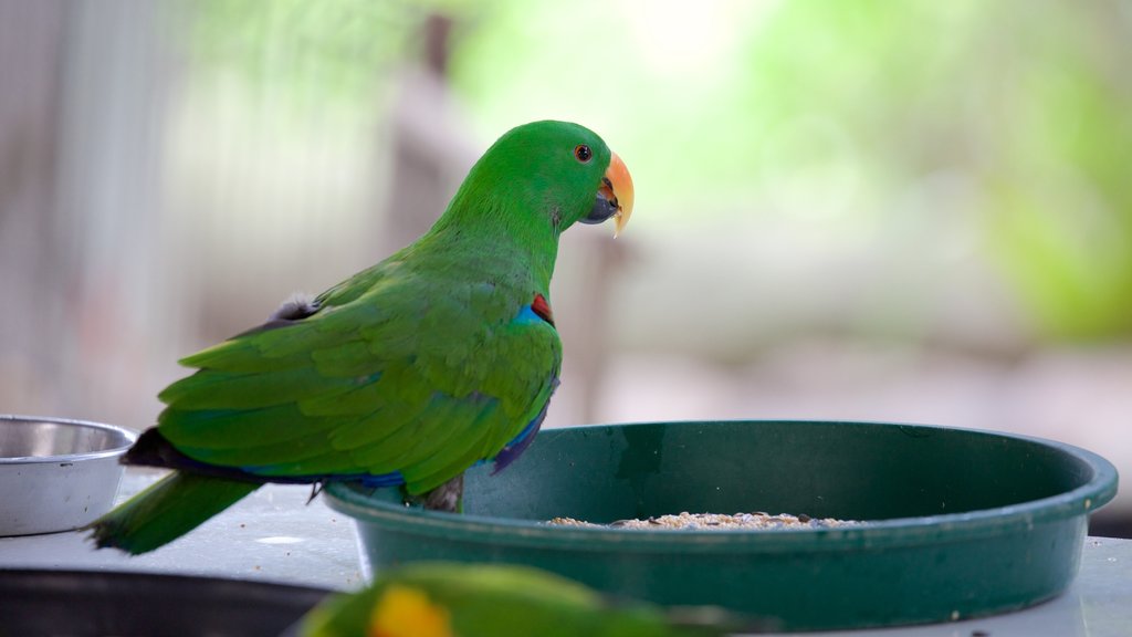 Fraser Coast que inclui animais de zoológico e vida das aves