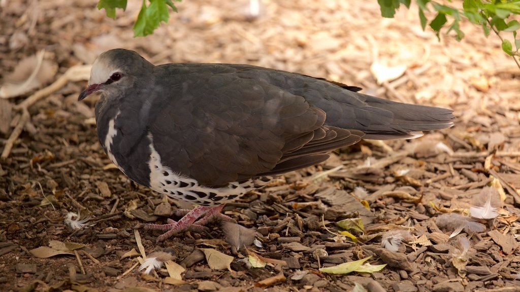 Costa de Fraser que incluye aves y animales de zoológico