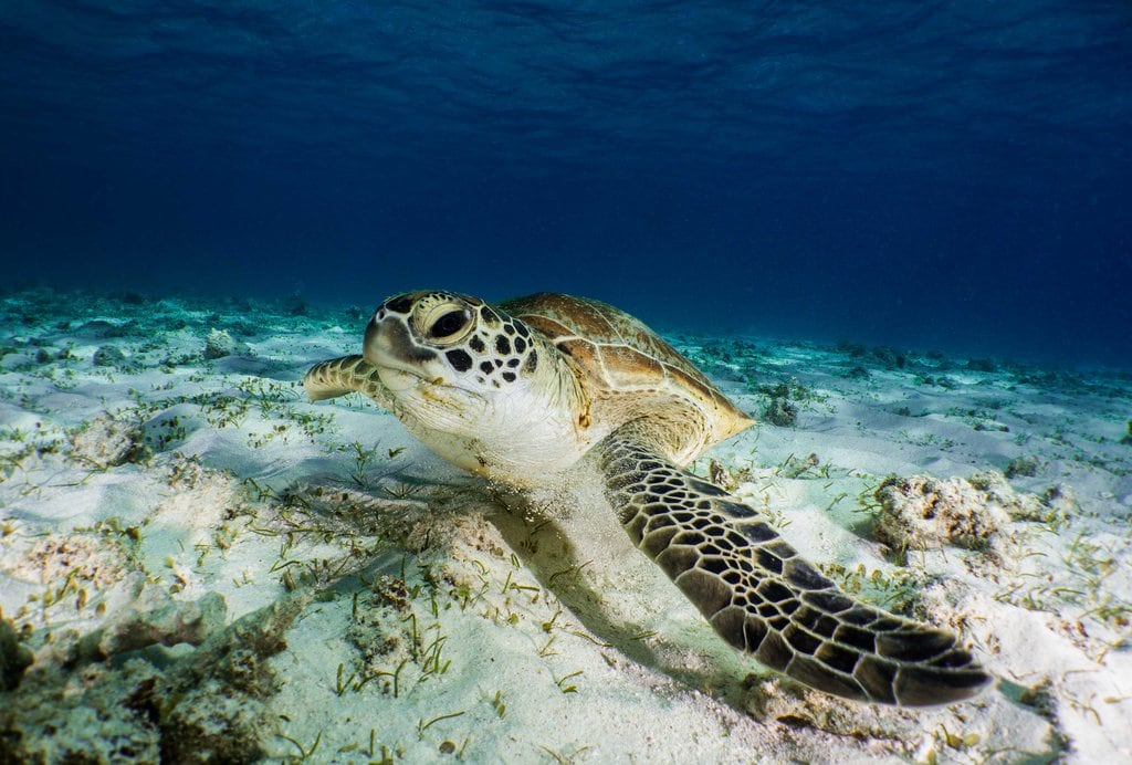 Tortue_verte_en_Nouvelle-Cal%C3%A9donie.jpg?1550307298