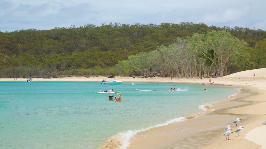 Great Keppel Island que inclui cenas tropicais, uma praia de areia e natação