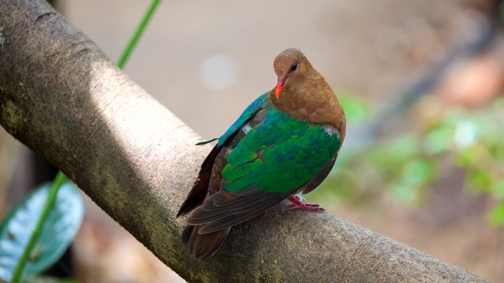 Rockhampton Botanic Gardens and Zoo which includes zoo animals and bird life