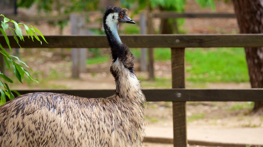 Jardim Botânico e Zoológico de Rockhampton mostrando vida das aves e animais de zoológico