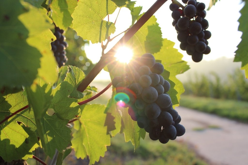 nature-plant-grape-vine-vineyard-bunch-1062577-pxhere.com.jpg?1557826655