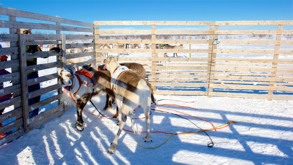 Kautokeino mostrando animais terrestres e neve