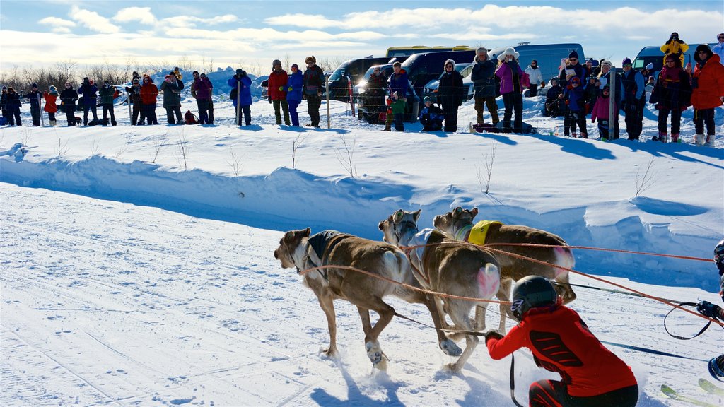 Kautokeino toont hondenslee en sneeuw en ook een grote groep mensen