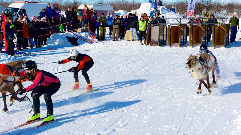 Kautokeino mostrando trineos tirados por perros y nieve y también un gran grupo de personas