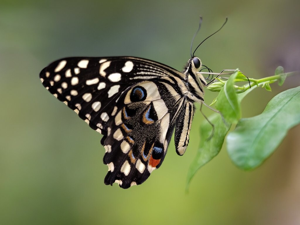 Stratford-Butterfly-Farm.jpg?1568037998