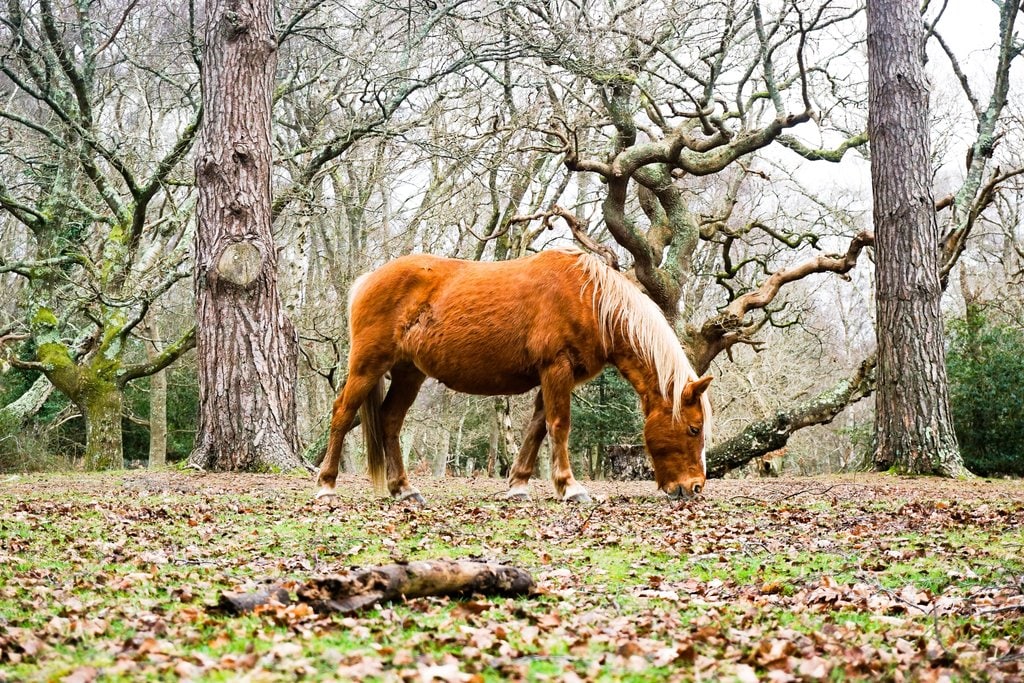 Wild-Pony-in-New-Forest.jpg?1567937447