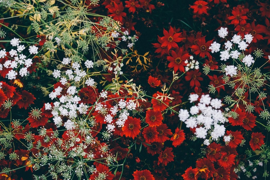 Flowers-at-Sir-Harold-Hillier-Gardens.jpg?1567937133