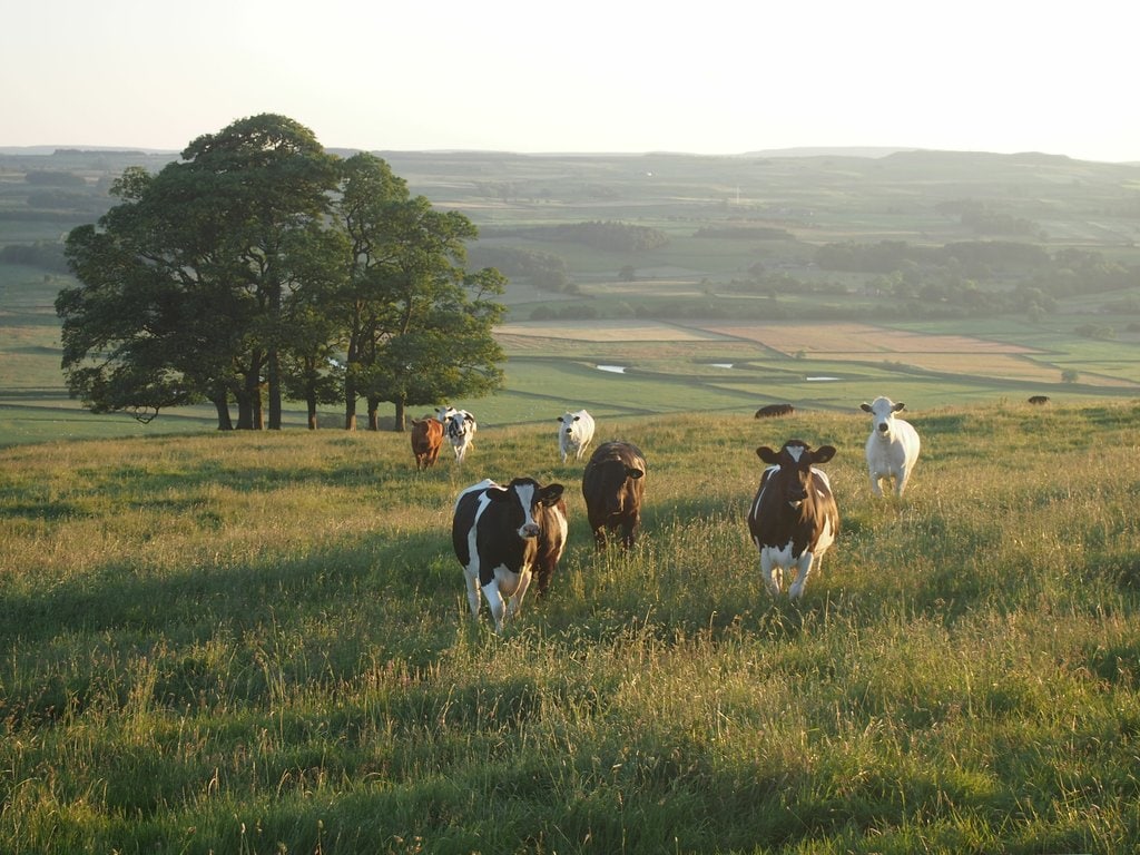 Cows-in-Yorkshire-Dales.jpg?1568922867