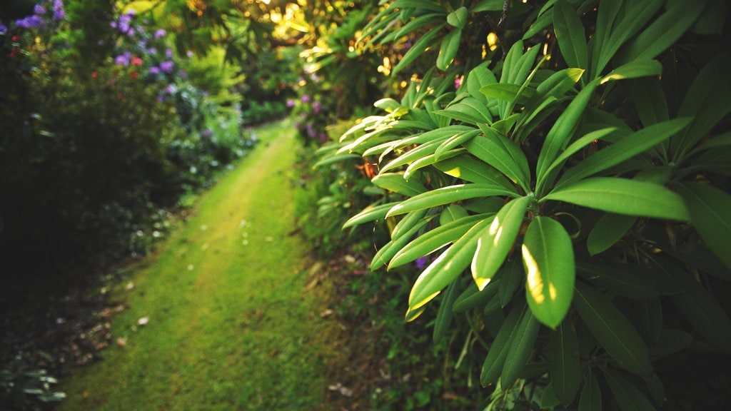 Garden-pathway.jpg?1568924129