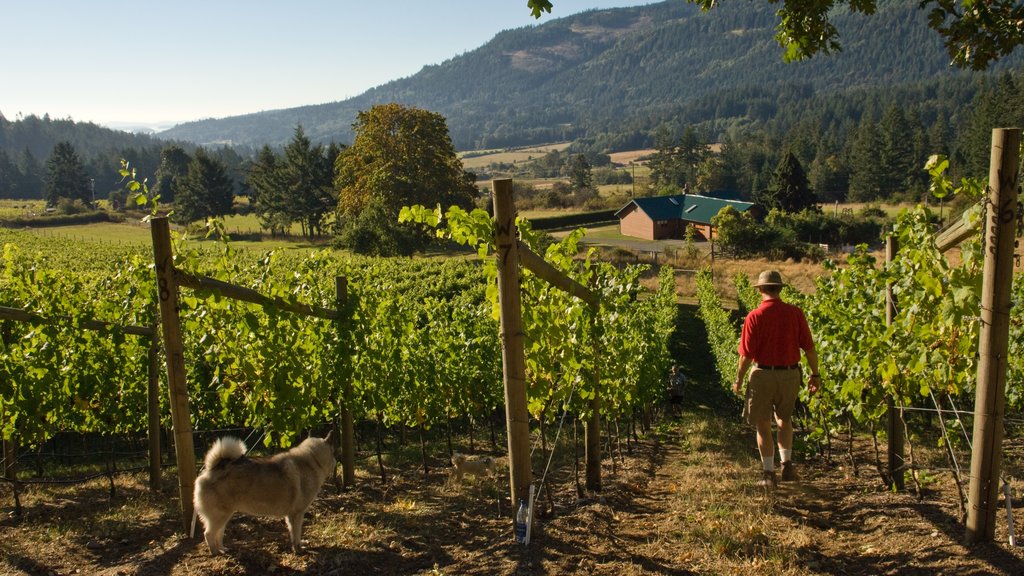 Salt Spring Island showing tranquil scenes as well as an individual male